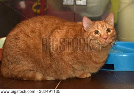 Very Thick Red Cat Sitting On The Floor