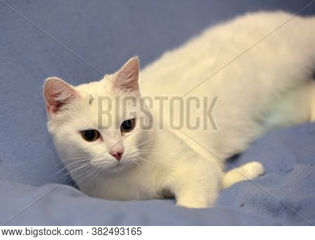 White Albino Cat