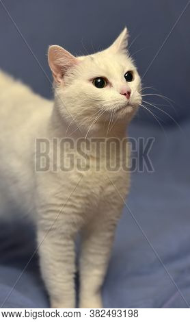 White Albino Cat