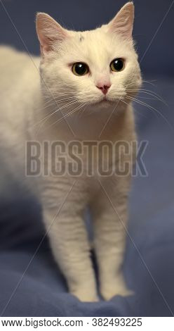 White Albino Cat