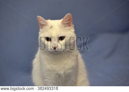 White Albino Cat