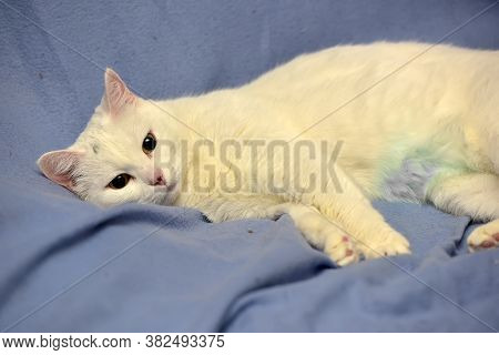 White Albino Cat