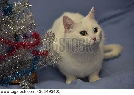 White Albino Cat On A Blue Background