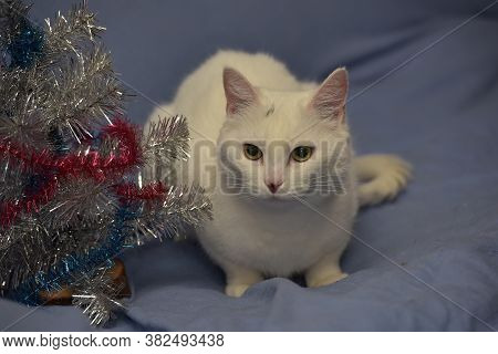 White Albino Cat On A Blue Background