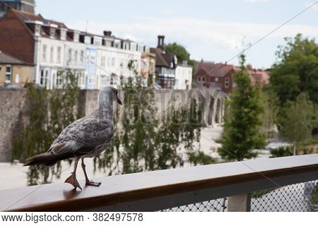 A Young Seagull Near The Town Wall In Southampton, Hampshire In The Uk, Taken On The 10th July 2020