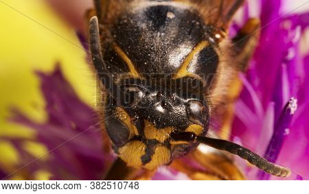 Macro View Of European Paper Wasp. Polistes Nimpha.
