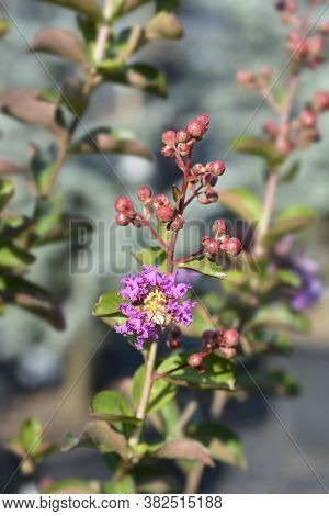 Pink Crepe Myrtle - Latin Name - Lagerstroemia Indica