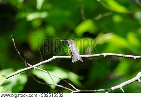 Ruby-throated Hummingbird (archilochus Colubris) Perched In A Tree
