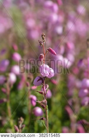 St Dabeocs Heath Pink Flowers - Latin Name - Daboecia Cantabrica