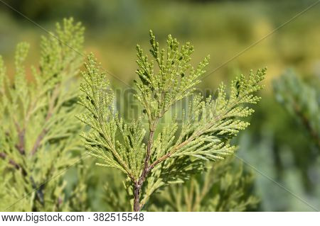 Incense Cedar Pillar - Latin Name - Calocedrus Decurrens Pillar