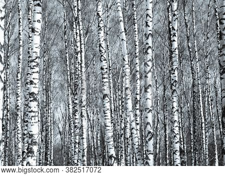 Tunks Of Spring Birch Trees In Sunlight Black And White