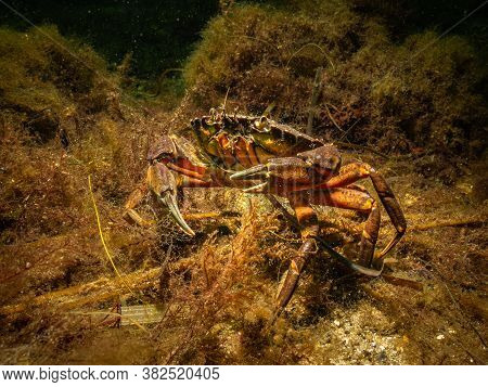 A Closeup Picture Of A Crab In A Beautiful Marine Environment. Picture From Oresund, Malmo In Southe