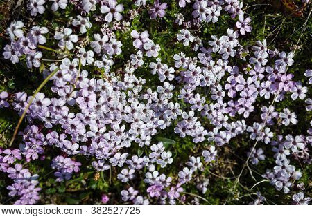 Tiny tundra flowers Moss Campion (Silene acaulis) in Swedish Lapland. Close-up with soft focus. Arctic nature of Scandinavia