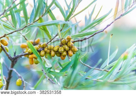 Hippophae Is A Genus Of Sea Buckthorn, Deciduous Shrubs In The Family Elaeagnaceae. Blackthorn, Will