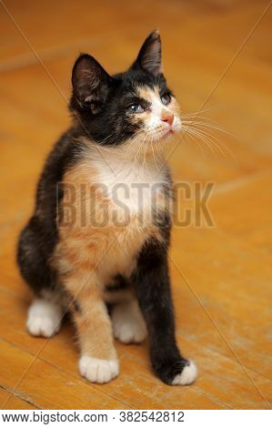 Tricolor Kitten With A Third Eyelid  Closre Up