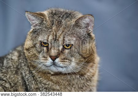 Old Tabby Cat Portrait On Grey Close Up