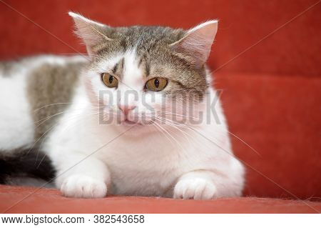 White With Brown European Shorthair Cat On A Red Background