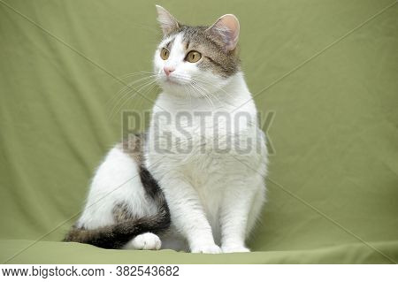 White With Brown European Shorthair Cat On A Green Background