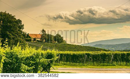 Vineyard Landscape At South Styrian Wine Road In Austria. Famous Tuscany Like Tourist Spot For Wine 