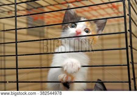 Cute Kitty In Cage Indoor Close Up