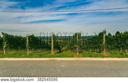 Vineyard Landscape At South Styrian Wine Road In Austria. Famous Tuscany Like Tourist Spot For Wine 