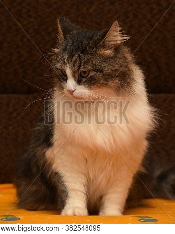 White With Brown Fluffy Cat.