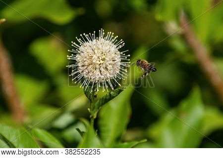 Honeybee With Its Legs Dangling Down As It Flies Close To A White, Spiked Flower On A Common Buttonb