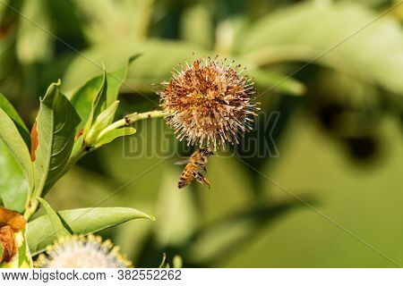 Honeybee Flying Under And Wilting Common Buttonbush Flower And Reaching Up To Grab Hold Of Its Spike
