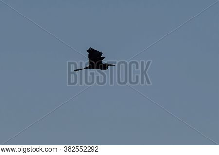 Great Blue Heron Flapping Its Powerful Wings Upward And Silhouetted Against The Morning Sky As It Gr