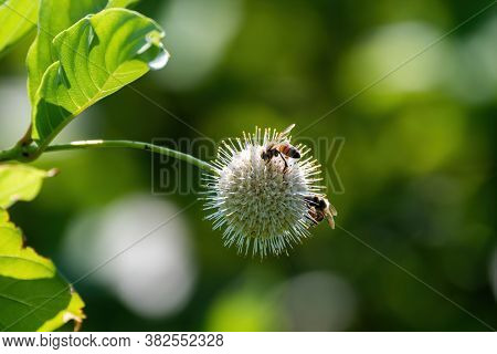 A Pair Of Honey Bees Busy Pollinating A Spiked Common Buttonbush Flower While Gathering Nectar And P