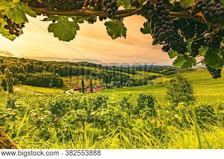 Vineyard Landscape At South Styrian Wine Road In Austria. Famous Tuscany Like Tourist Spot For Wine 