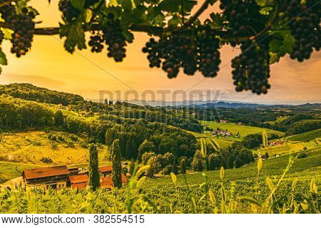 Vineyard Landscape At South Styrian Wine Road In Austria. Famous Tuscany Like Tourist Spot For Wine 