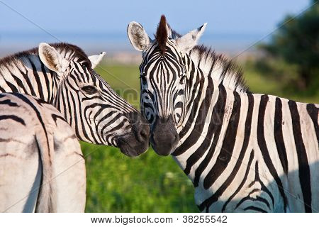 Wild Zebras in a Field