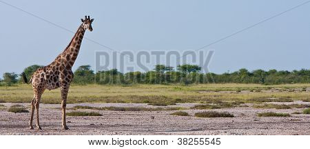 Lone Giraffe on Africa Plains