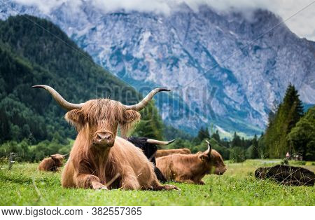 Scottish Breed Of Rustic Shaggy Cattle Also Famous As Highland Cattle Lying On The Green Gras On The