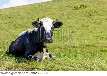 A Cow Lies In A Pasture In The Mountain Landscape On The Grass.