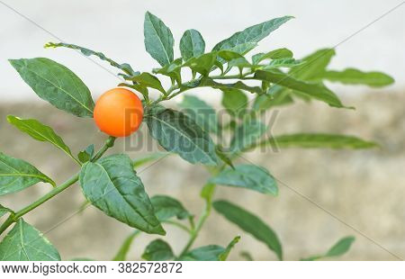 Solanum Pseudocapsicum With Decorative Orange Fruit. But Is Toxic