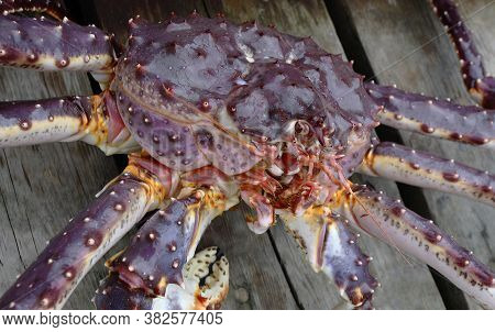 Red King Giant Crab Just From Water, Closeup