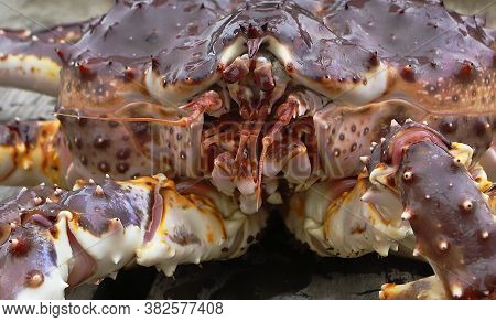 Red King Giant Crab Just From Water, Closeup Of Face Front View