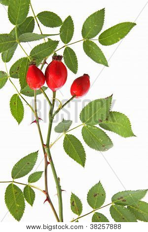 Rosa canina