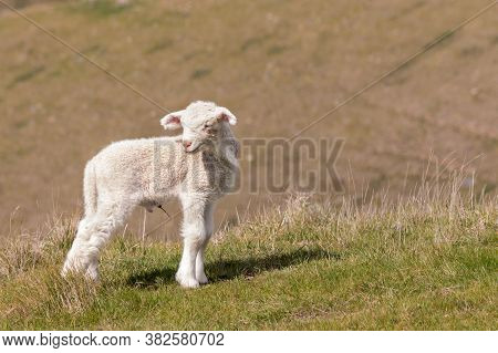 Closeup Of A Bleating Newborn Lamb Standing On Grass With Blurred Background And Copy On Right