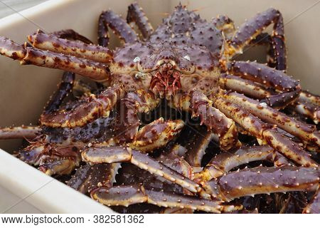 Red King Giant Crabs Just From Water Placed In Container, Closeup