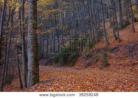 Herbst