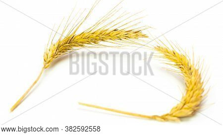 Rye Ear. Whole, Barley, Harvest Wheat Sprouts. Wheat Grain Ear Or Rye Spike Plant Isolated On White 