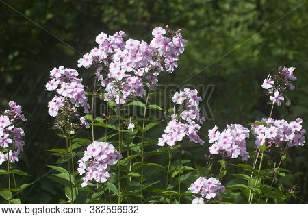Garden Phlox Flowers Close Up Shot In Summer