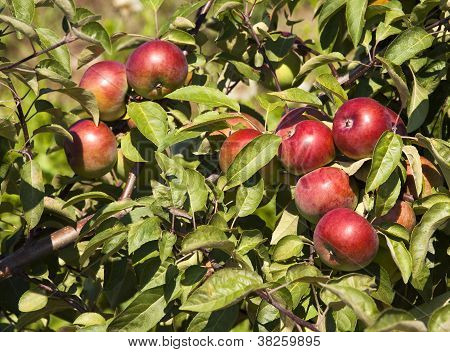 Apples On A Tree
