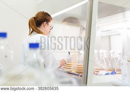 Female Scientist Working With Bacteria In Laminar Flow At Corona Virus Vaccine Development Laborator
