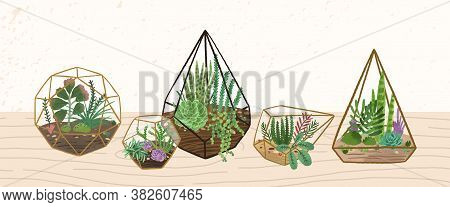 Composition Of Home Decorative Plants In Various Glass Vivariums Or Florariums Vector Flat Illustrat