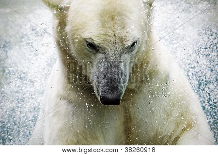 polarbear