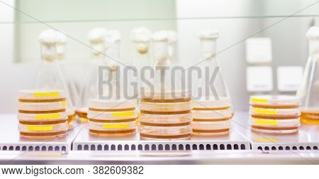 Cell Culture Samples On Lb Agar Medium In Petri Dishes And Erlenmeyer Flask In Laminar Flow. Agar Pl